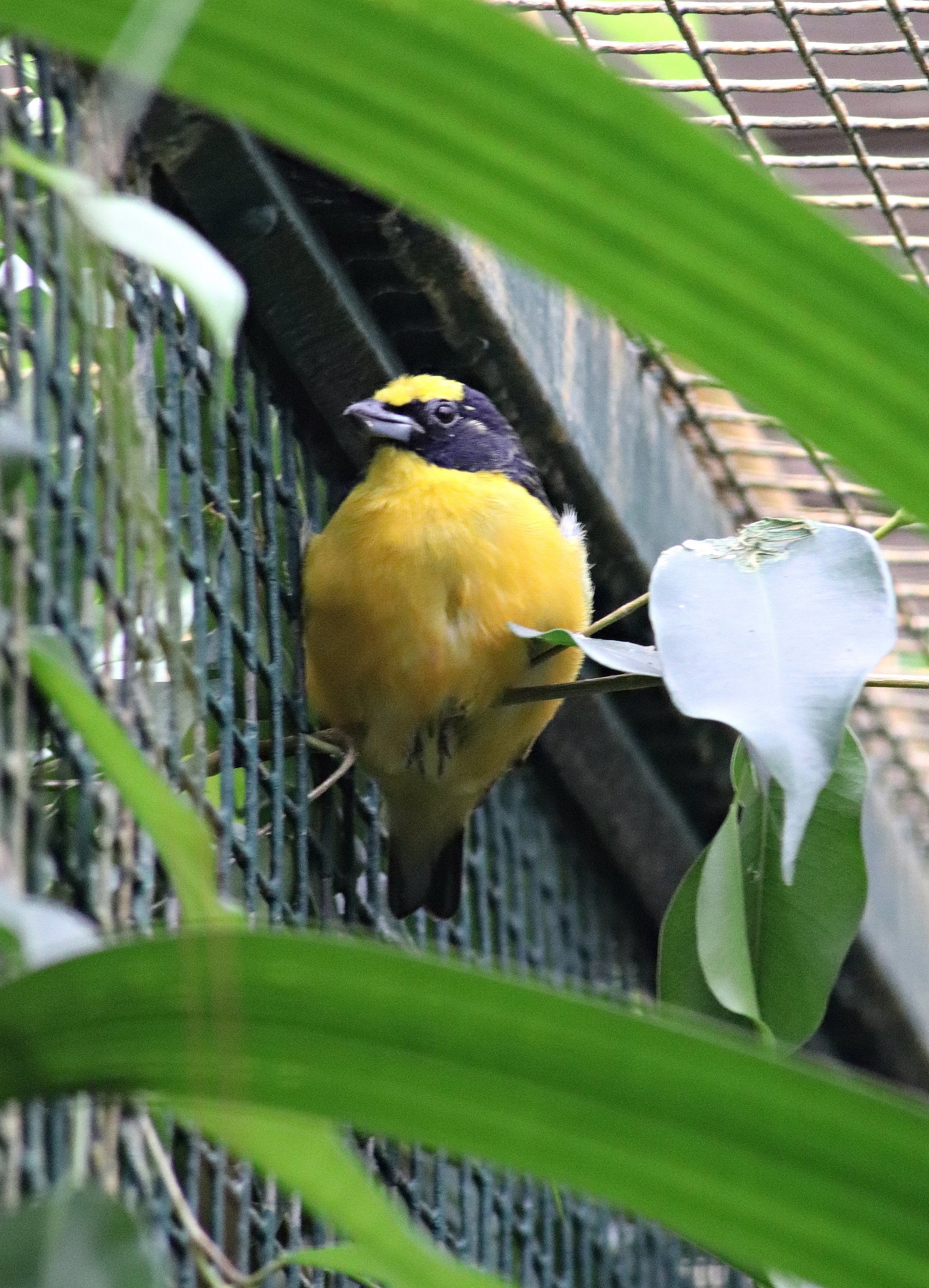 Thick-billed euphonia (Euphonia laniirostris)