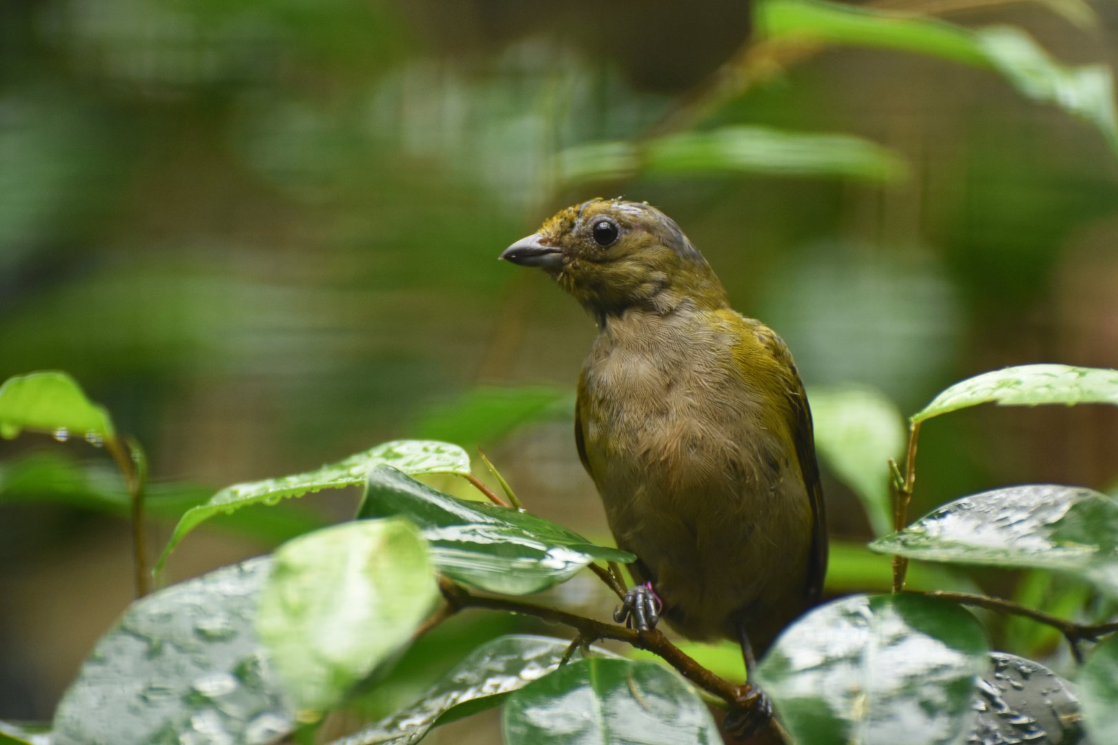 Thick-billed Euphonia Euphonia laniirostris