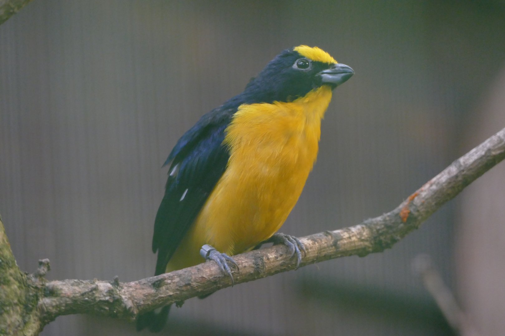 Thick-billed euphonia