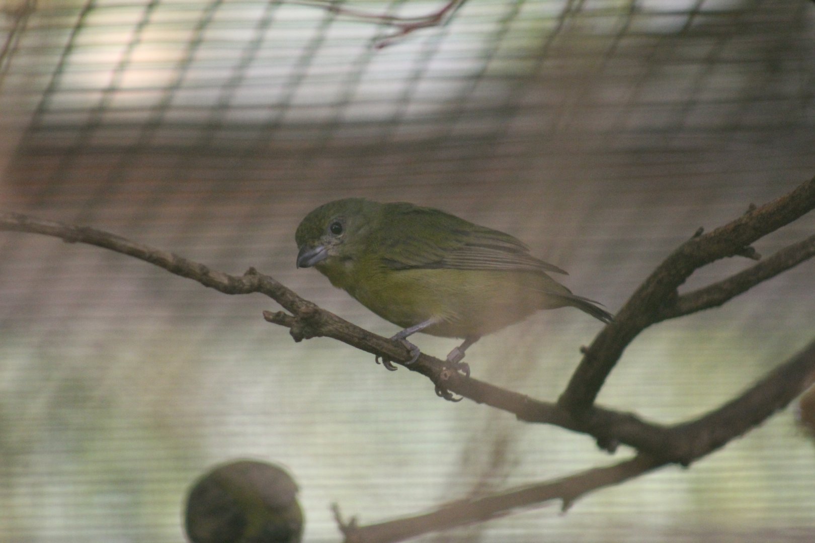 Thick-Billed Euphonia