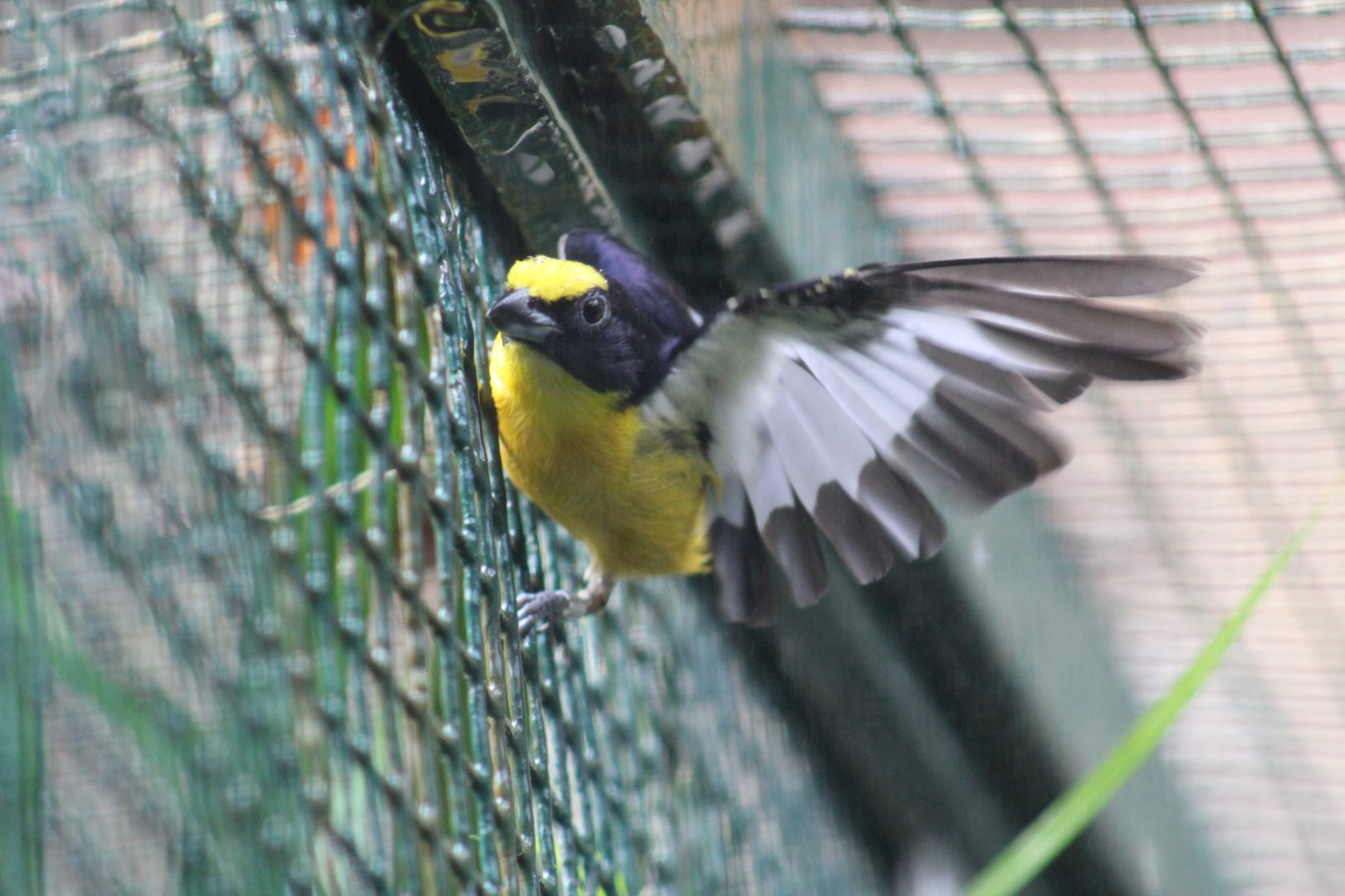 Thick-Billed Euphonia