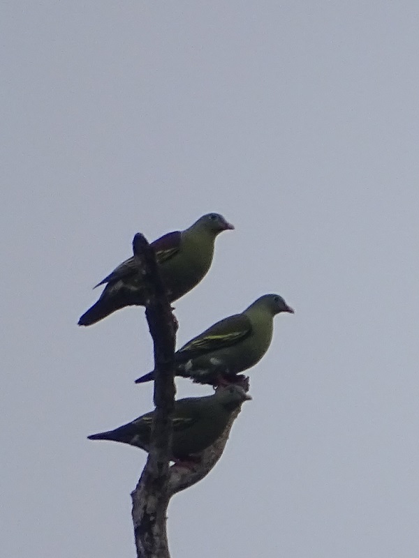 Thick-billed green pigeon  (Treron curvirostra curvirostra)