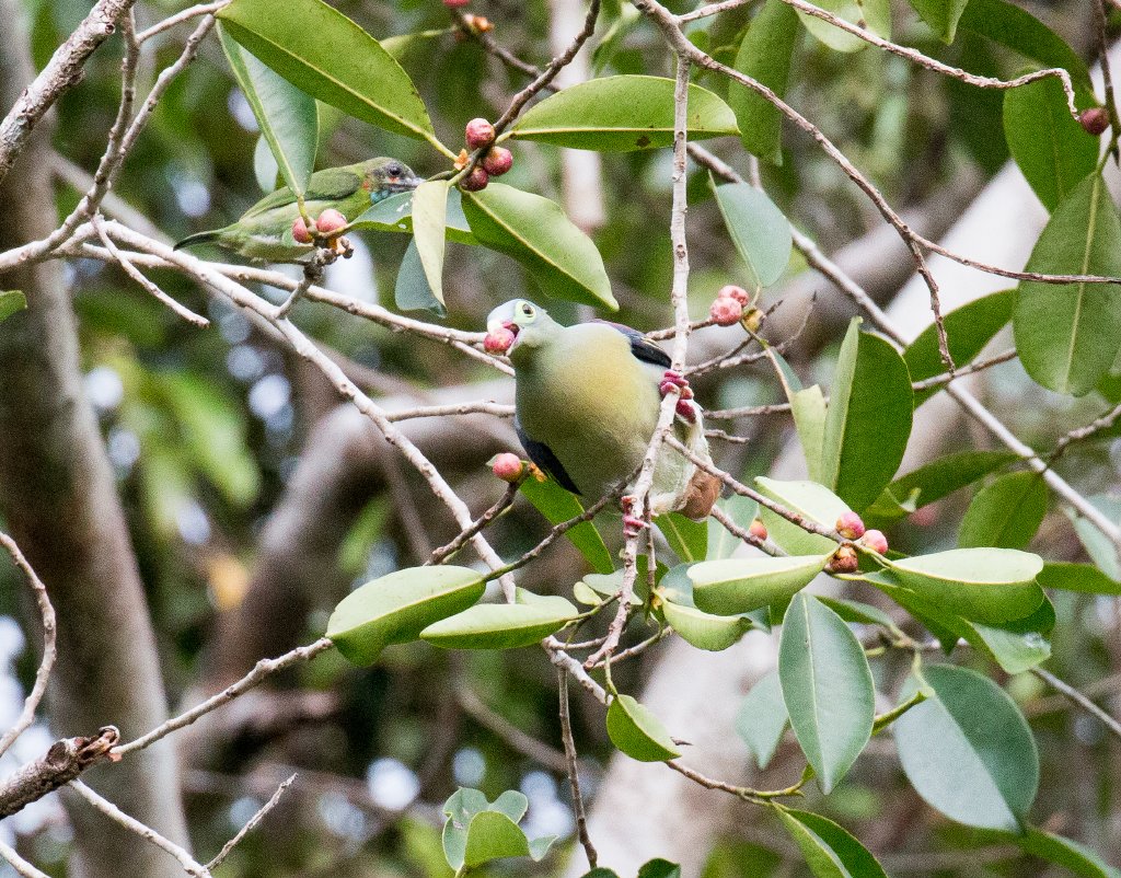 Thick-billed Green Pigeon
