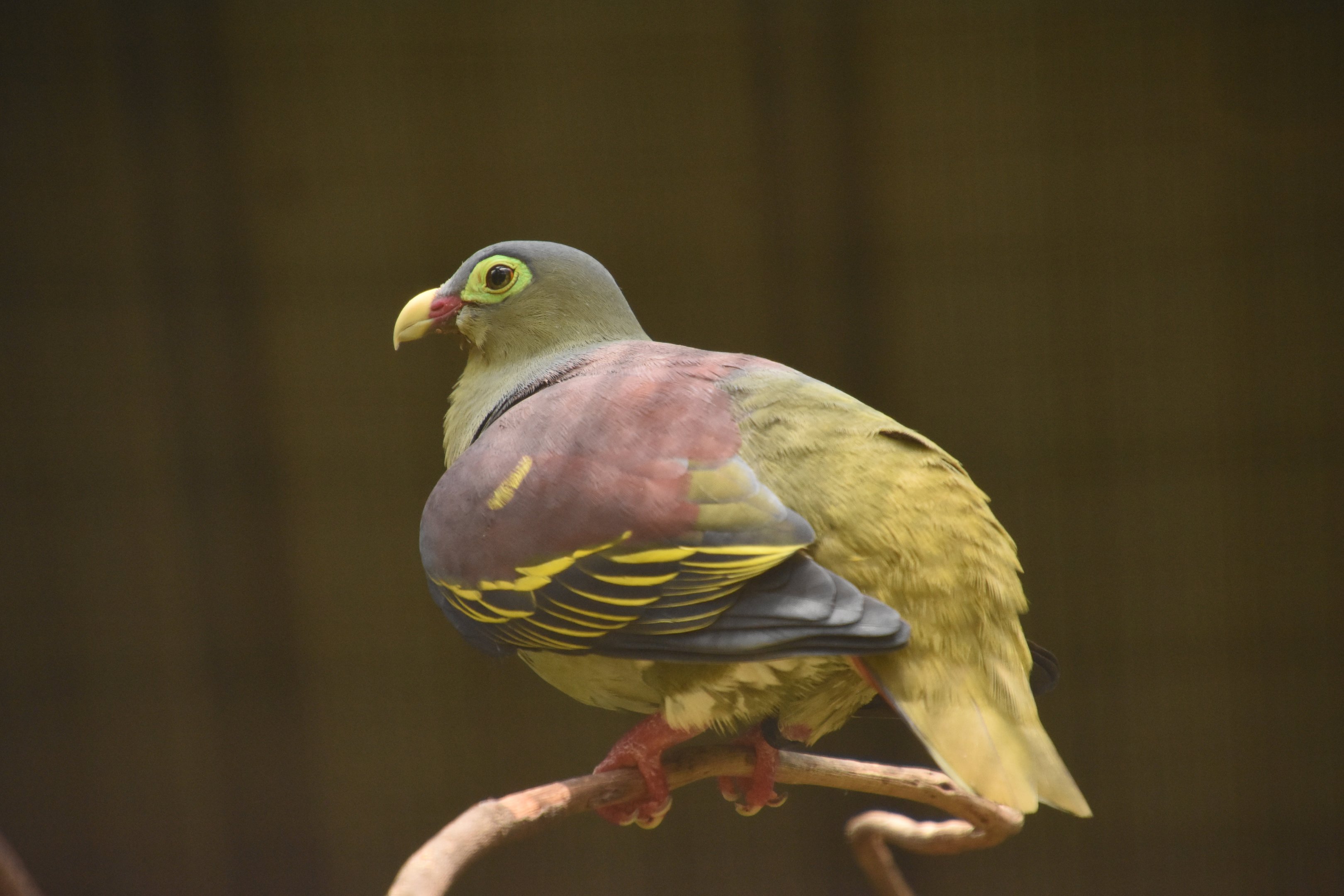 Thick-billed green pigeon