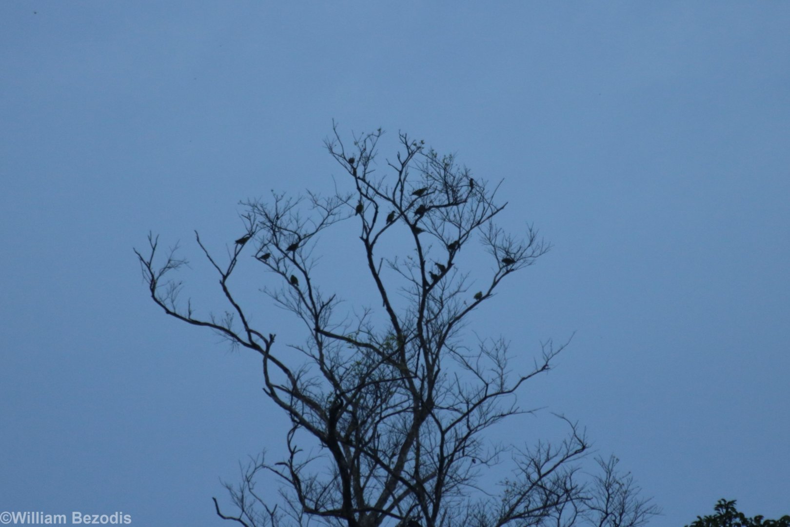 Thick-billed Green-pigeons - Kaeng Krachan National Park