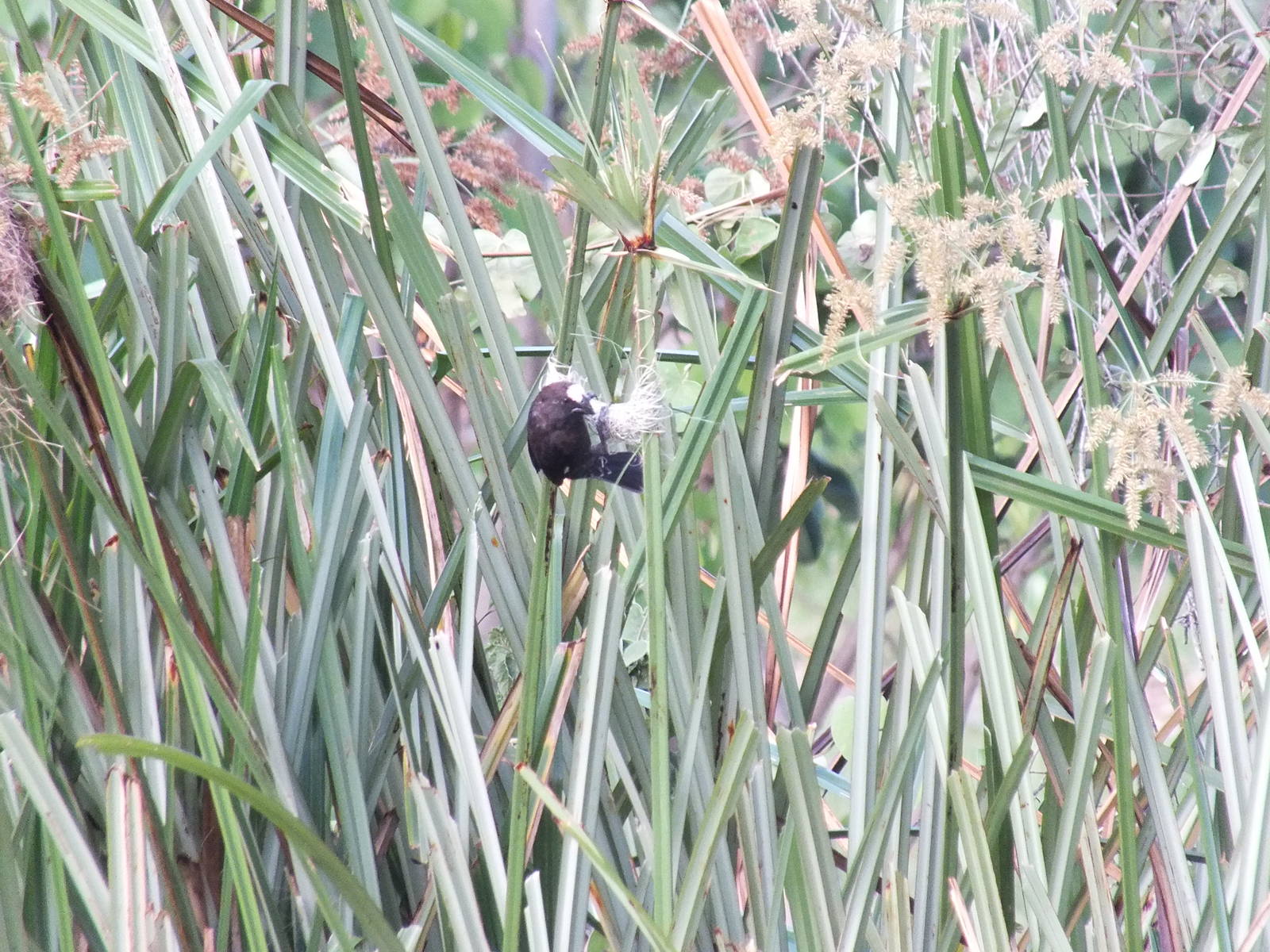 Thick-billed/Grosbeak Weaver