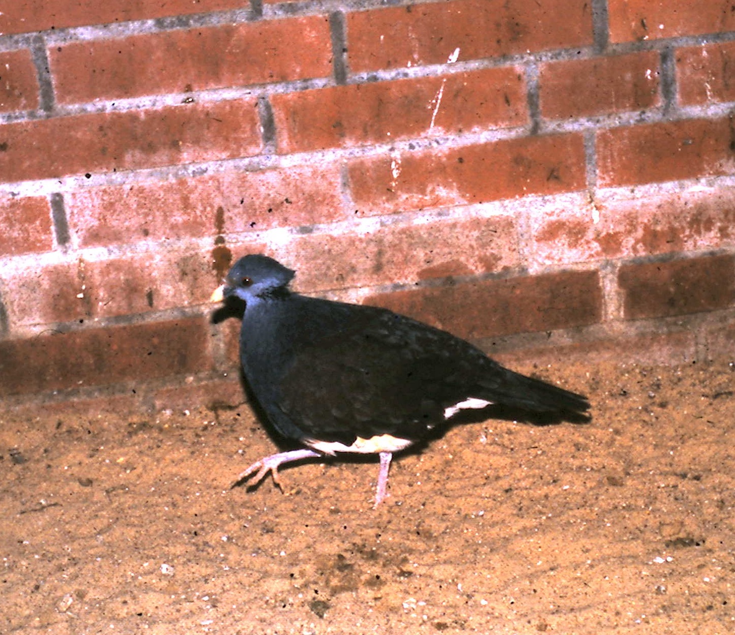 thick-billed ground dove