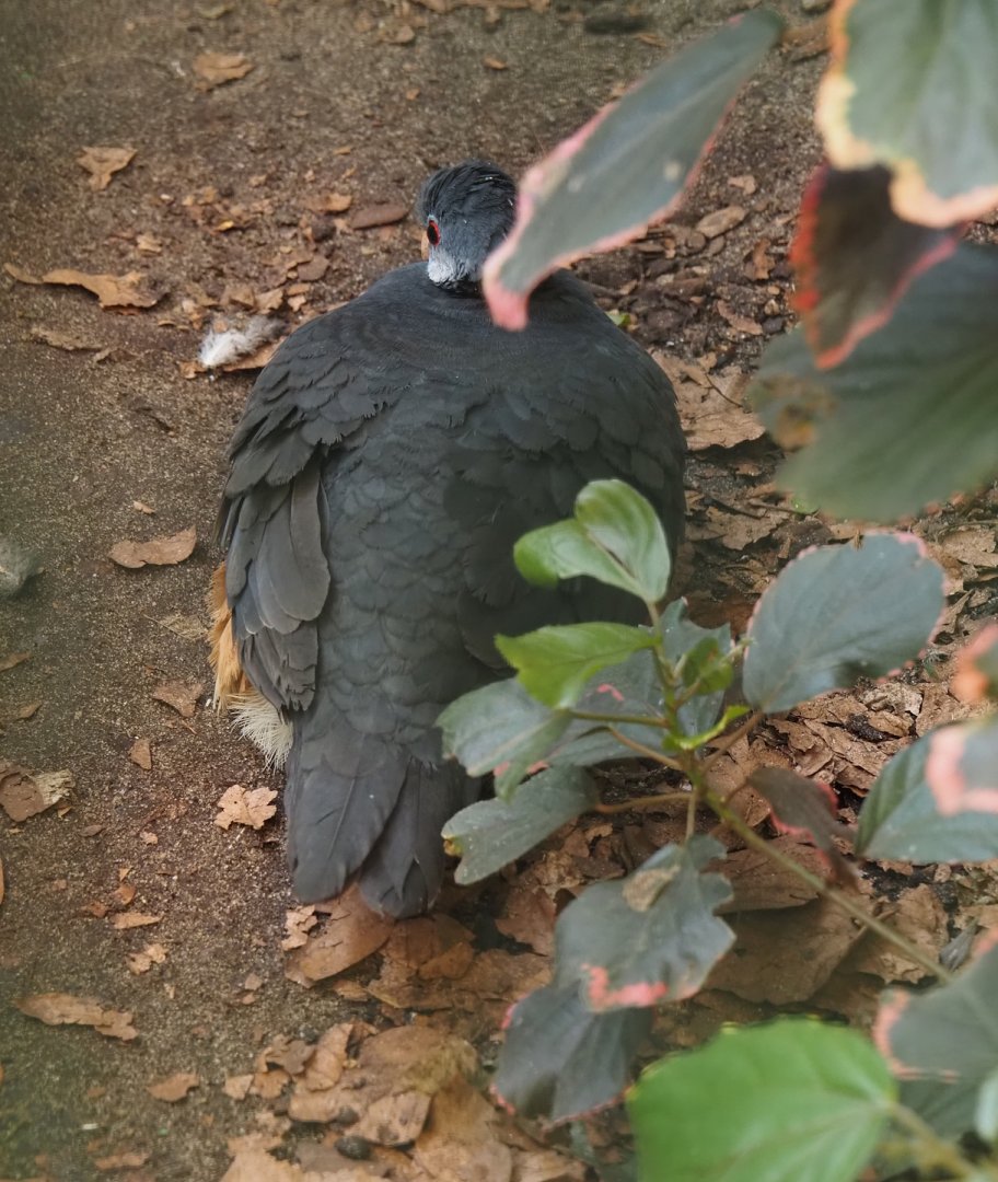 Thick-billed ground-pigeon (Trugon terrestris), 2024-05-23