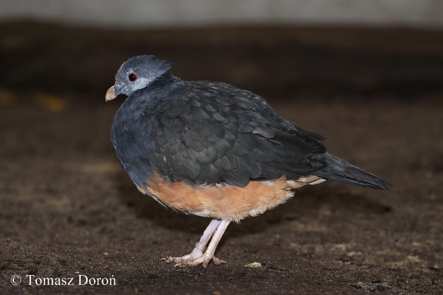 Thick-billed Ground-pigeon (Trugon terrestris)