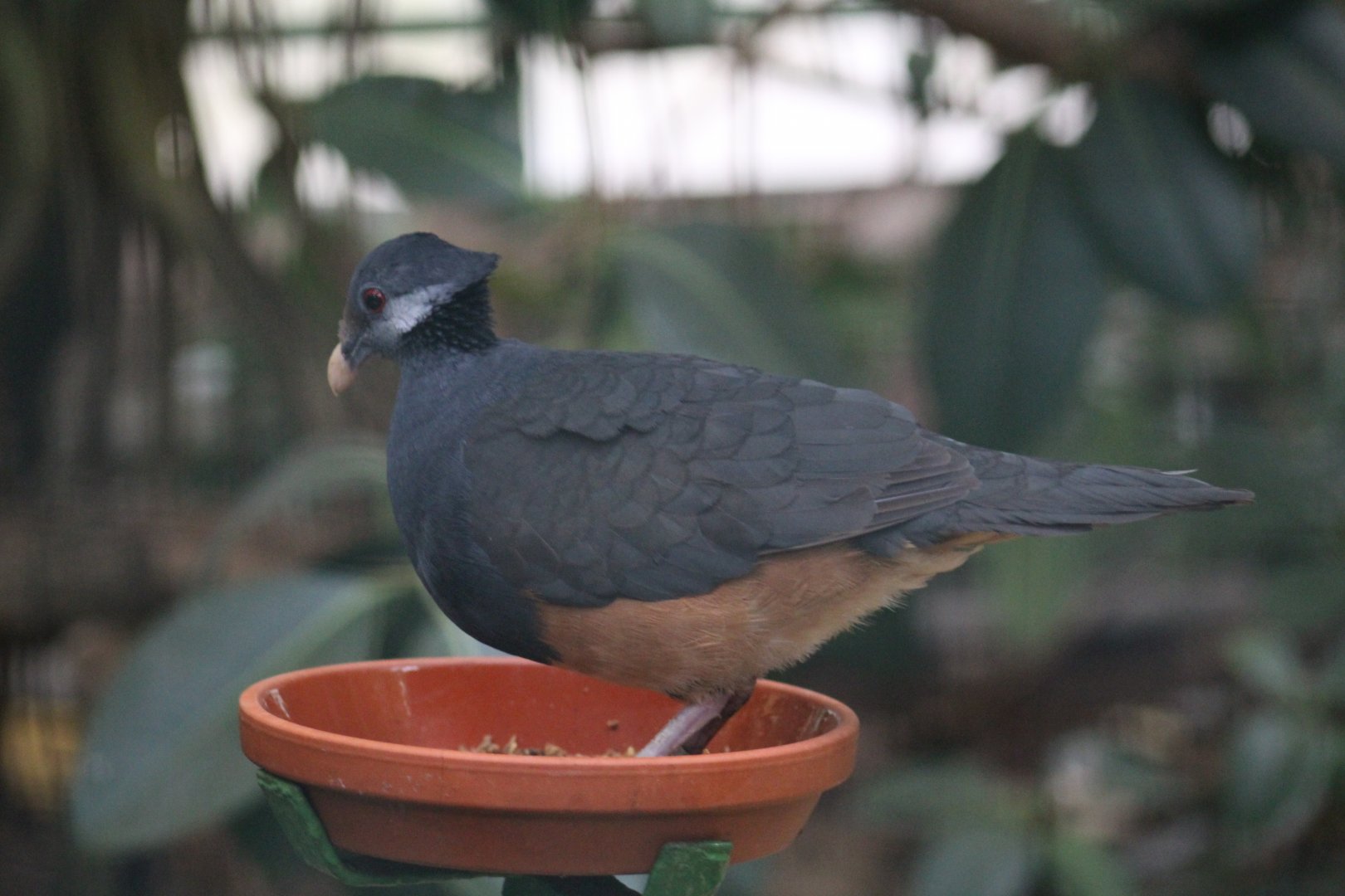 Thick-Billed Ground-Pigeon
