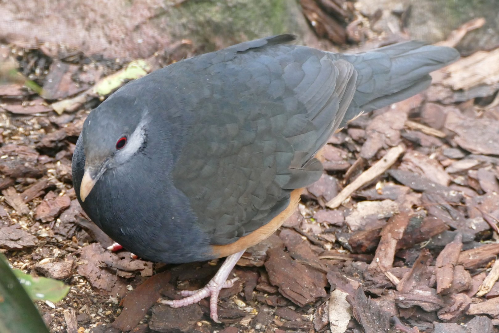 Thick-billed ground-pigeon