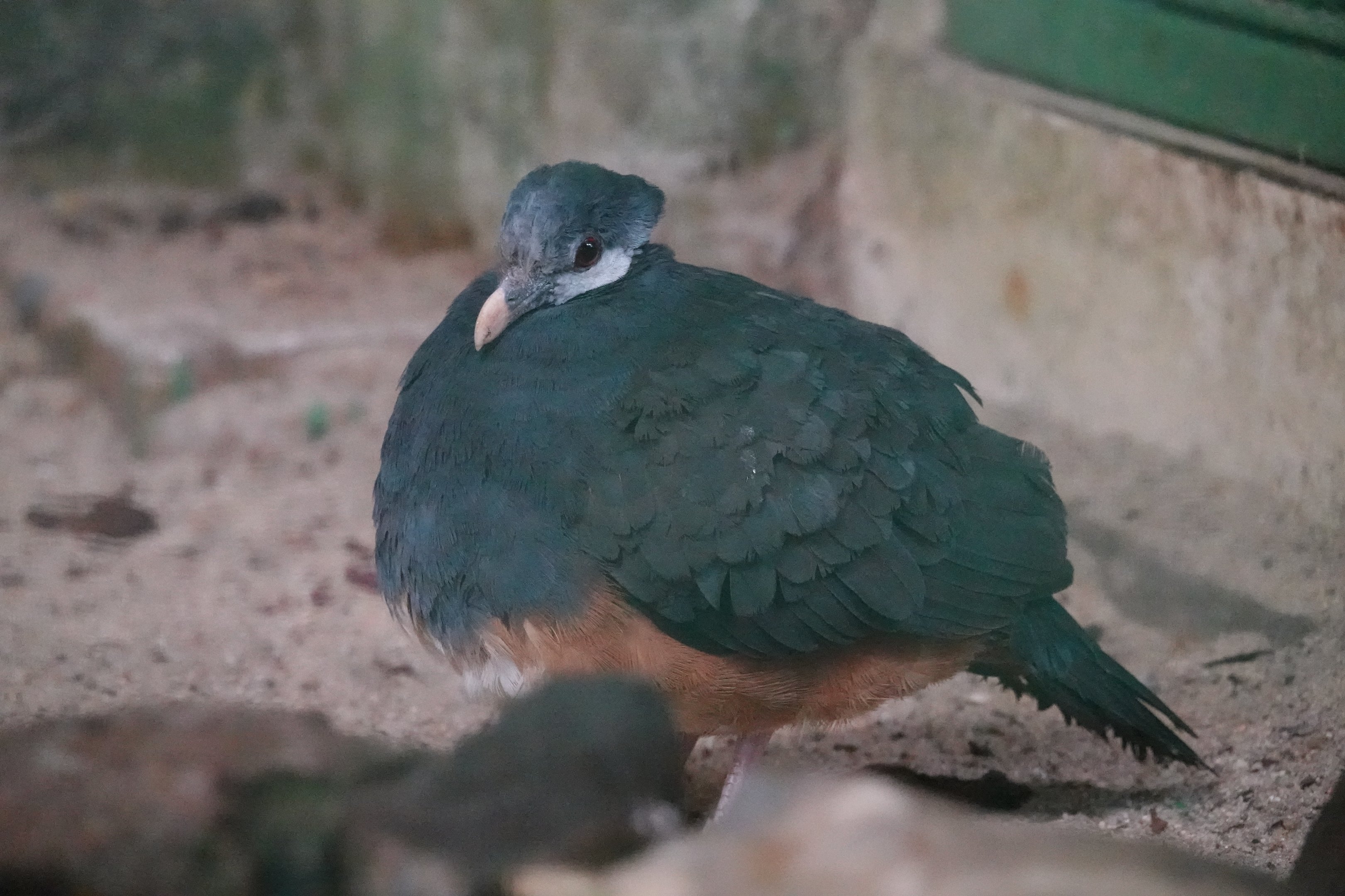 Thick-billed ground-pigeon