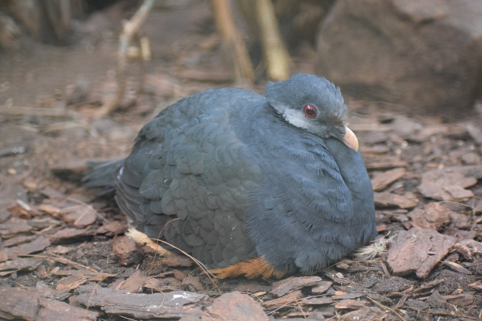 Thick-billed ground-pigeon
