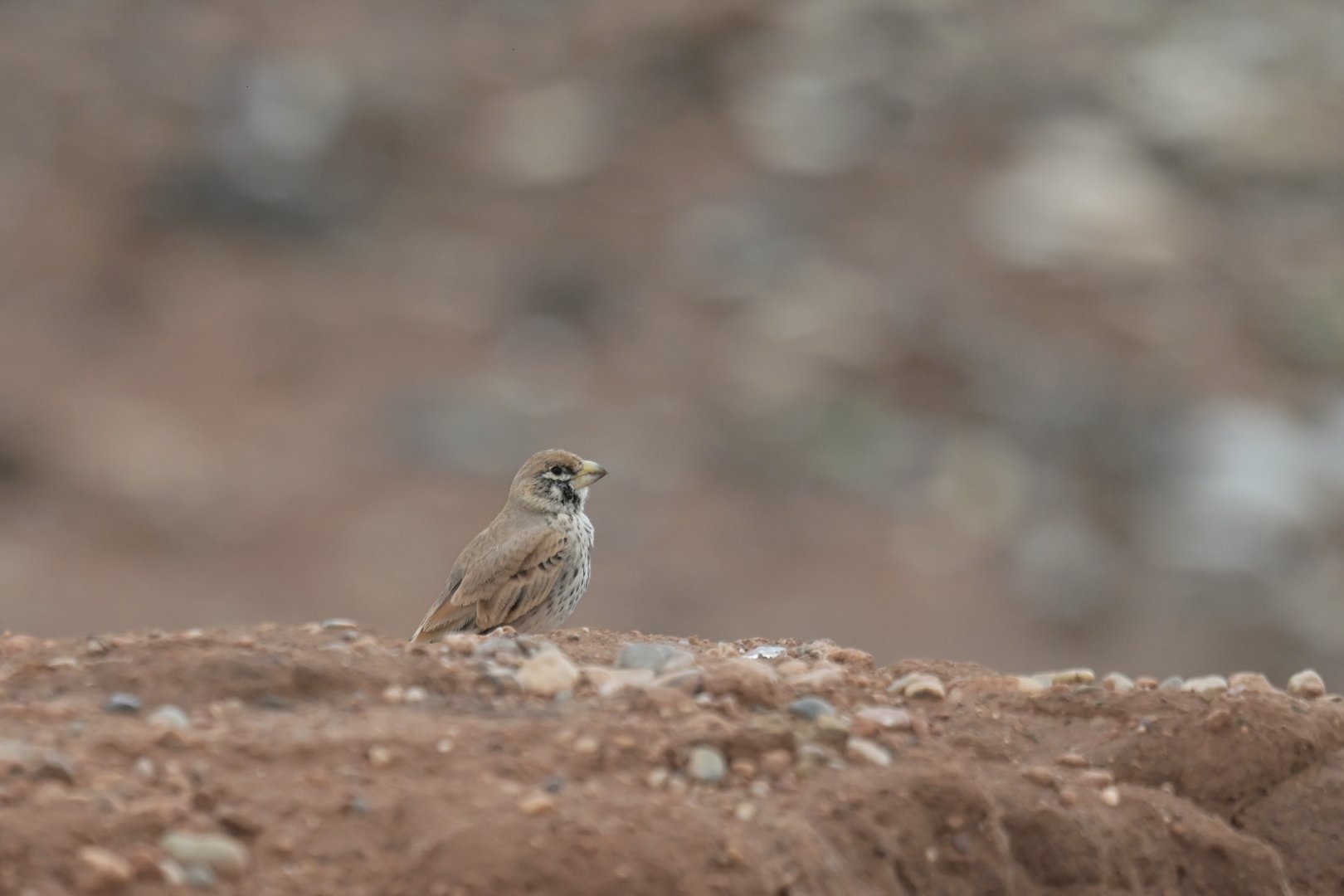 Thick-billed Lark Ramphocoris clotbey
