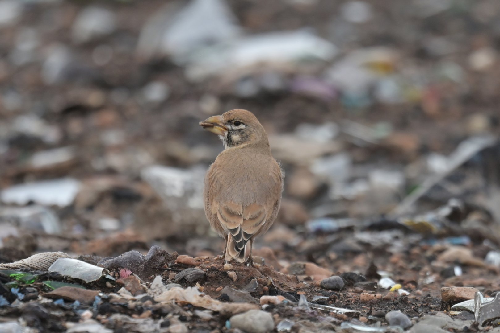 Thick-billed Lark Ramphocoris clotbey
