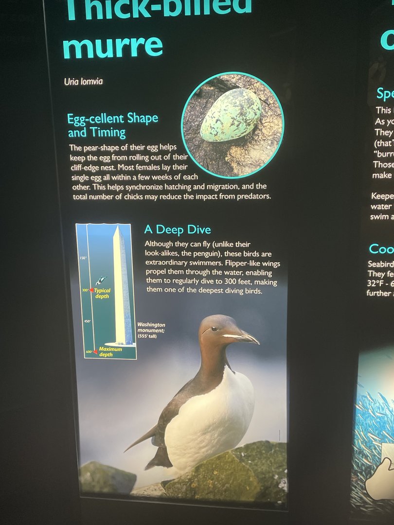 Thick-Billed Murre Signage