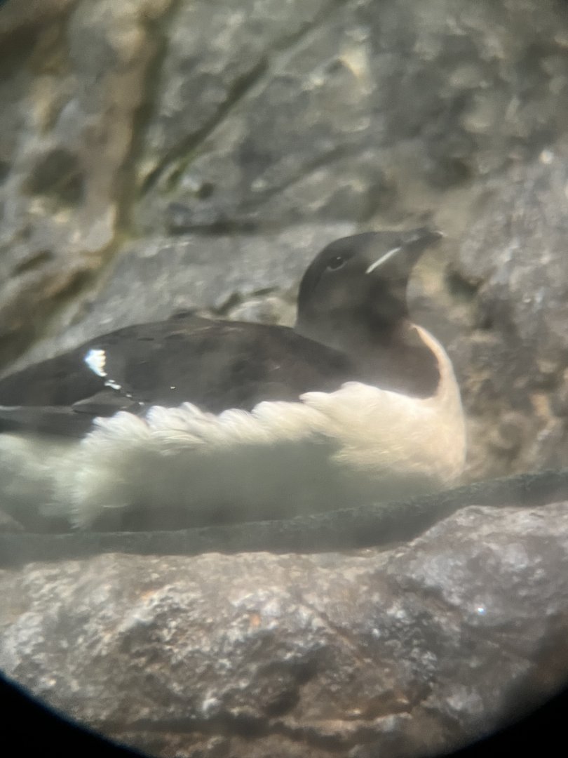 Thick-billed Murre