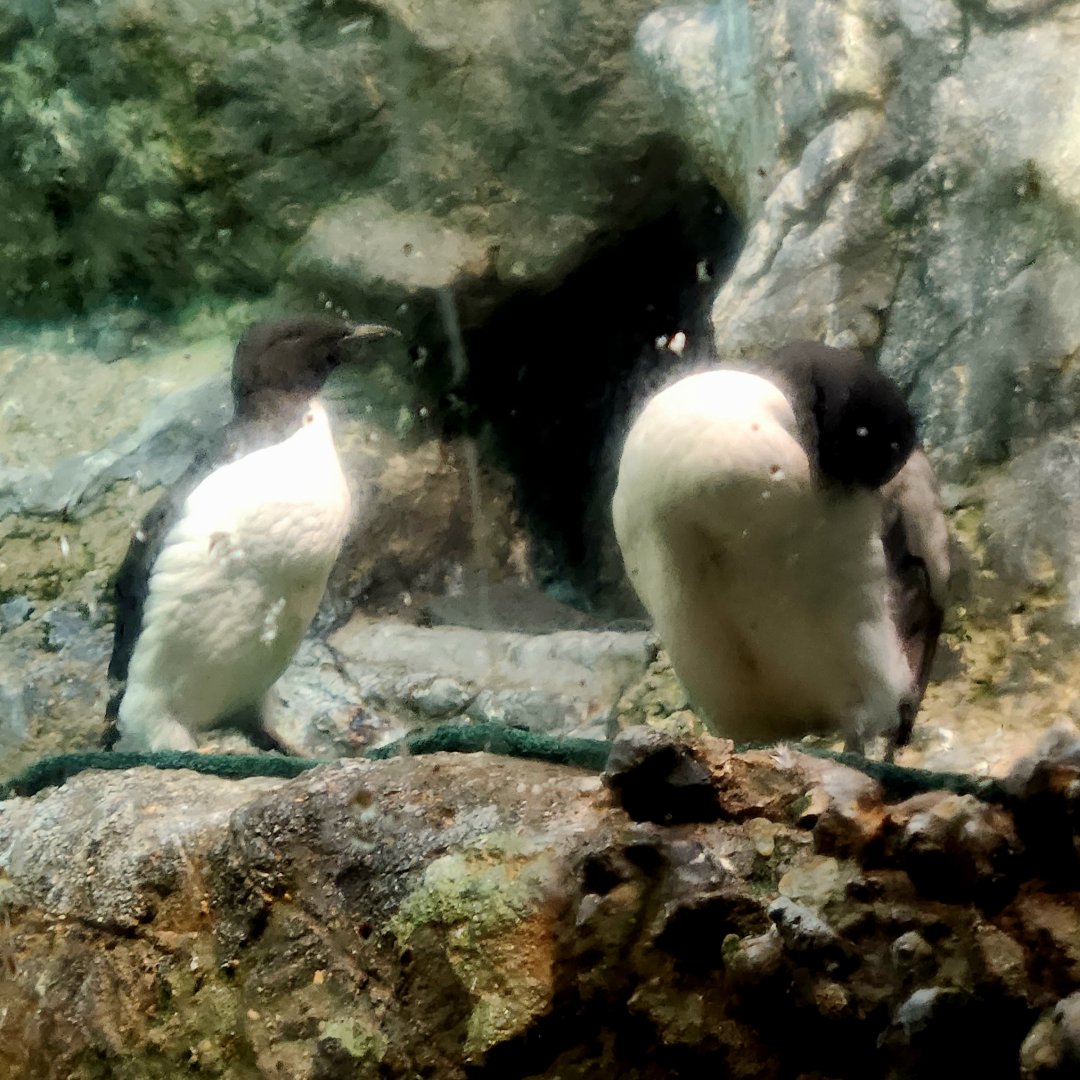 Thick-Billed Murres (Uria lomvia)