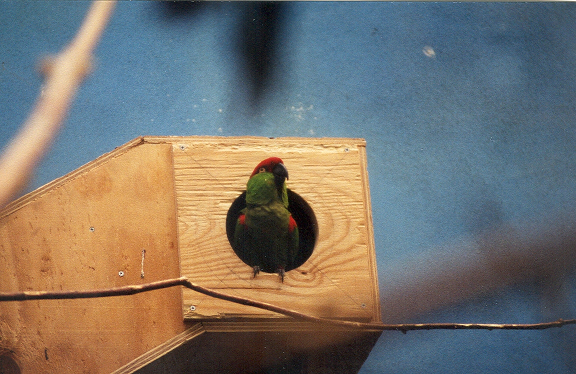 Thick-billed Parrot - 1999