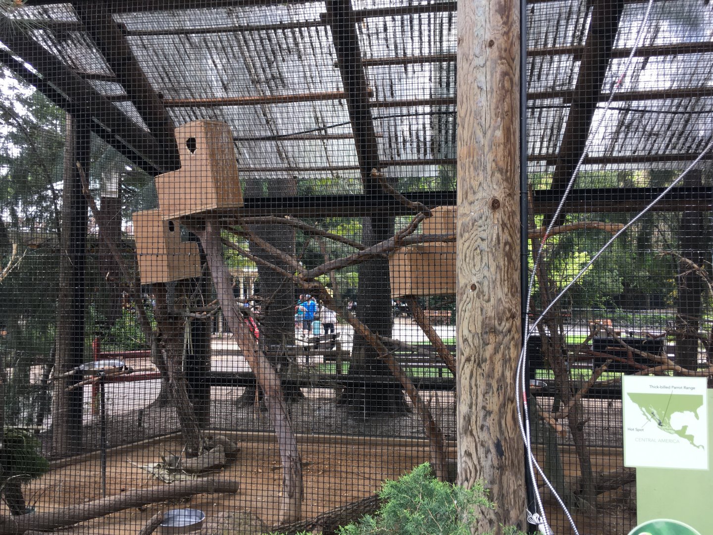 Thick billed parrot and Roadrunner exhibit