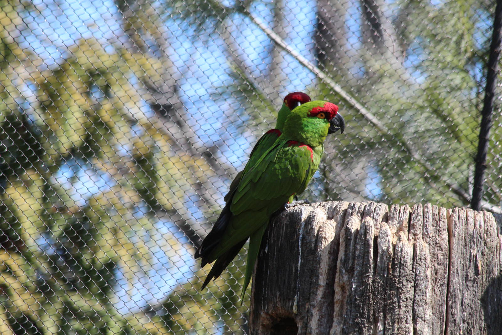 Thick-billed Parrot - Apr 2014