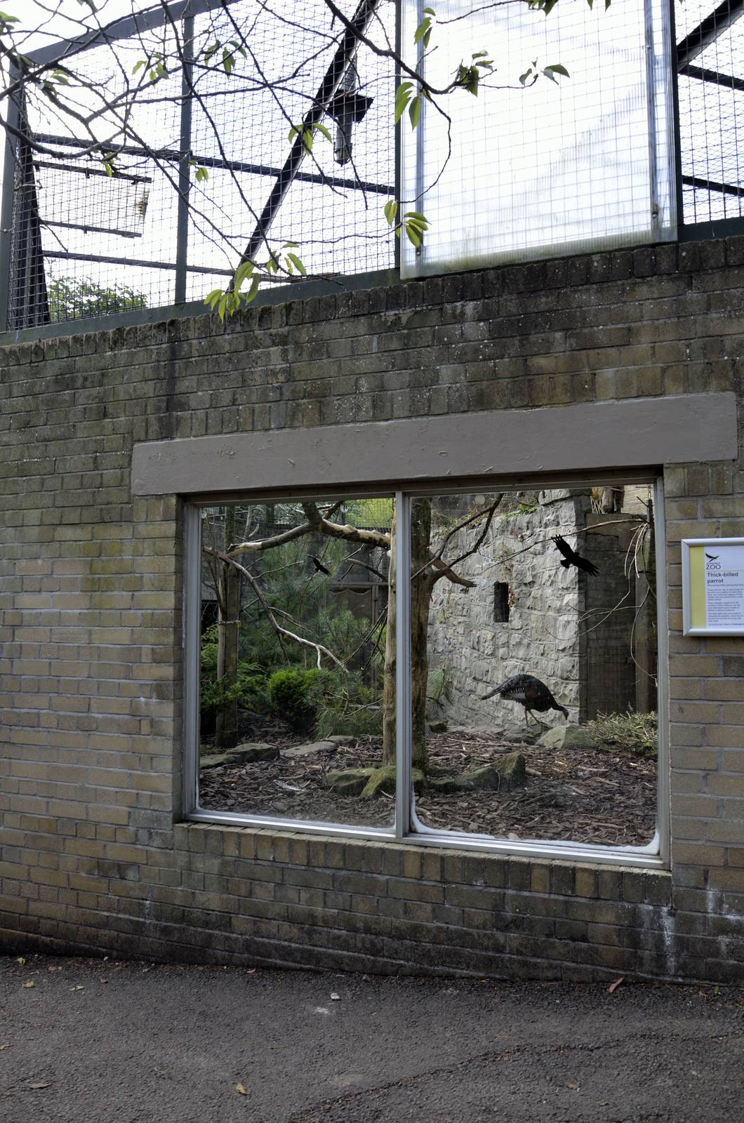 Thick-billed parrot aviary (&amp; turkeys)