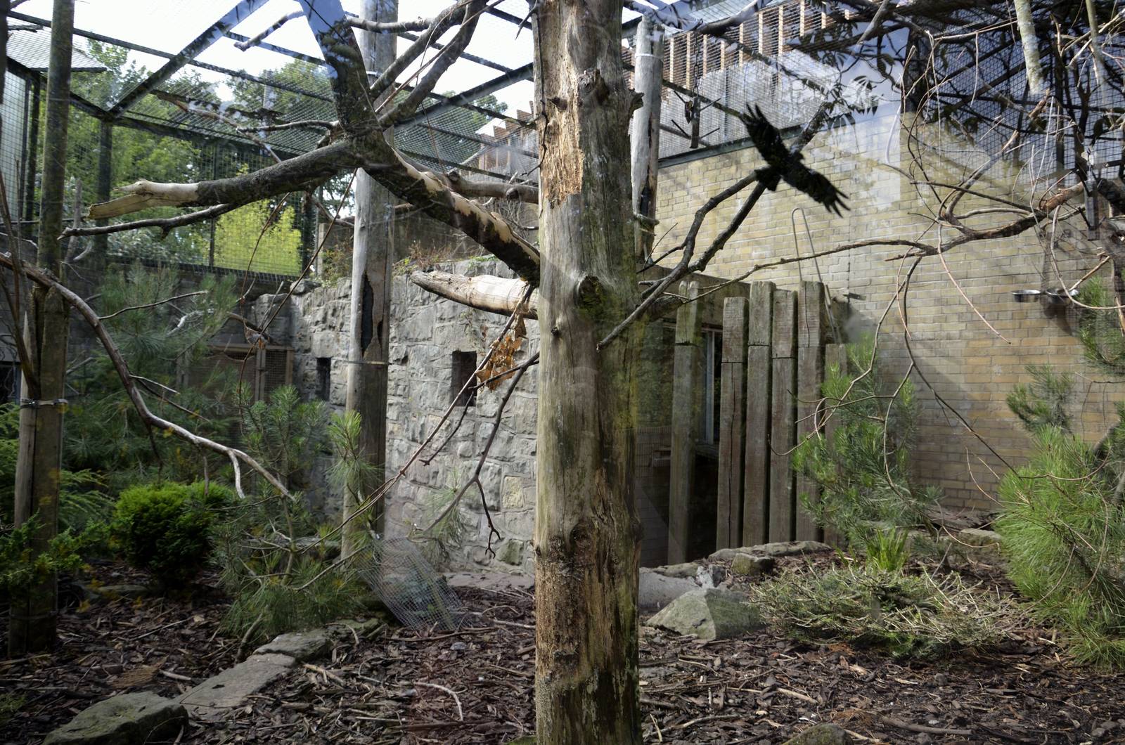 Thick-billed parrot aviary (&amp; turkeys)