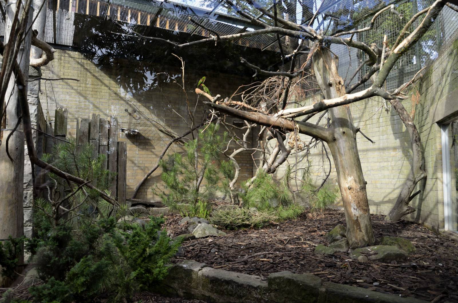 Thick-billed parrot aviary (&amp; turkeys)