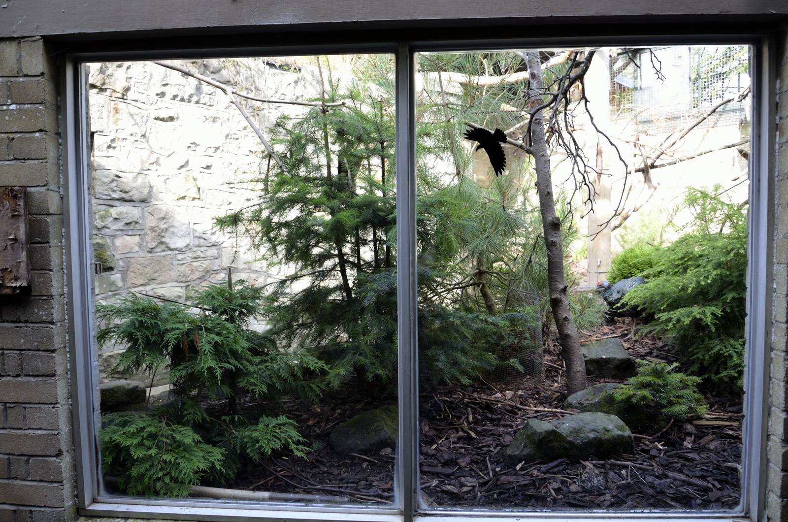 Thick-billed parrot aviary (&amp; turkeys)