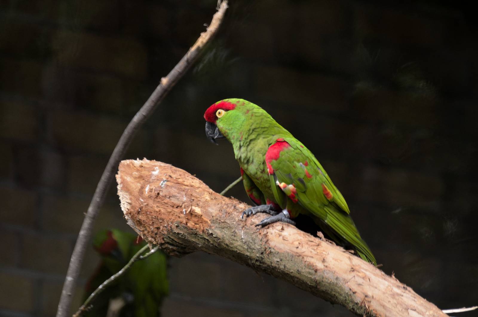 Thick-billed parrot aviary (&amp; turkeys)