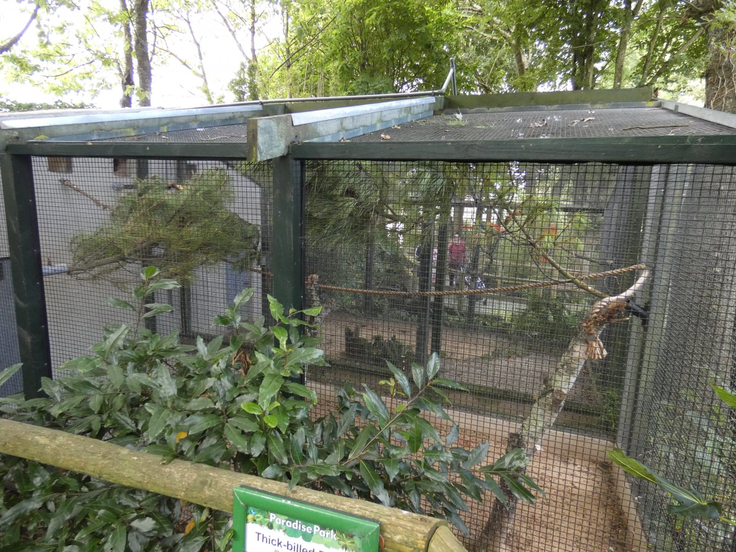 Thick-billed Parrot aviary