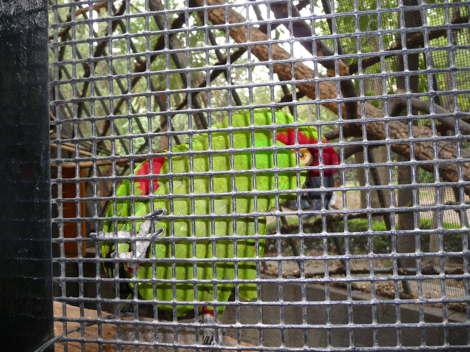 thick billed parrot chapultepec zoo