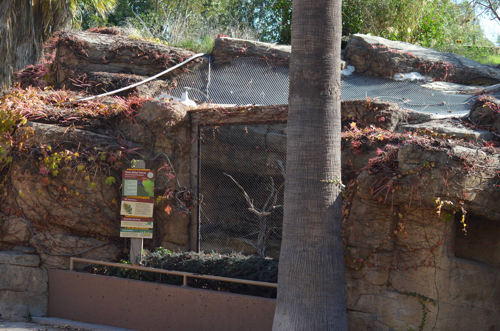 Thick-billed Parrot Enclosure