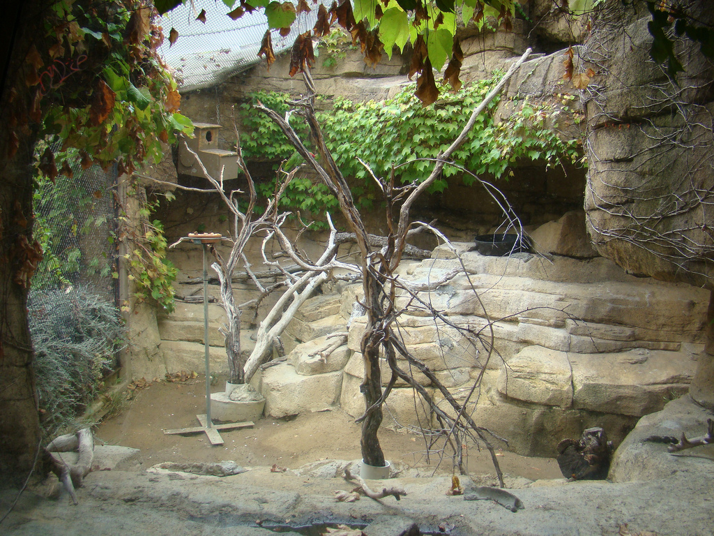 Thick-billed Parrot exhibit at the Los Angeles Zoo
