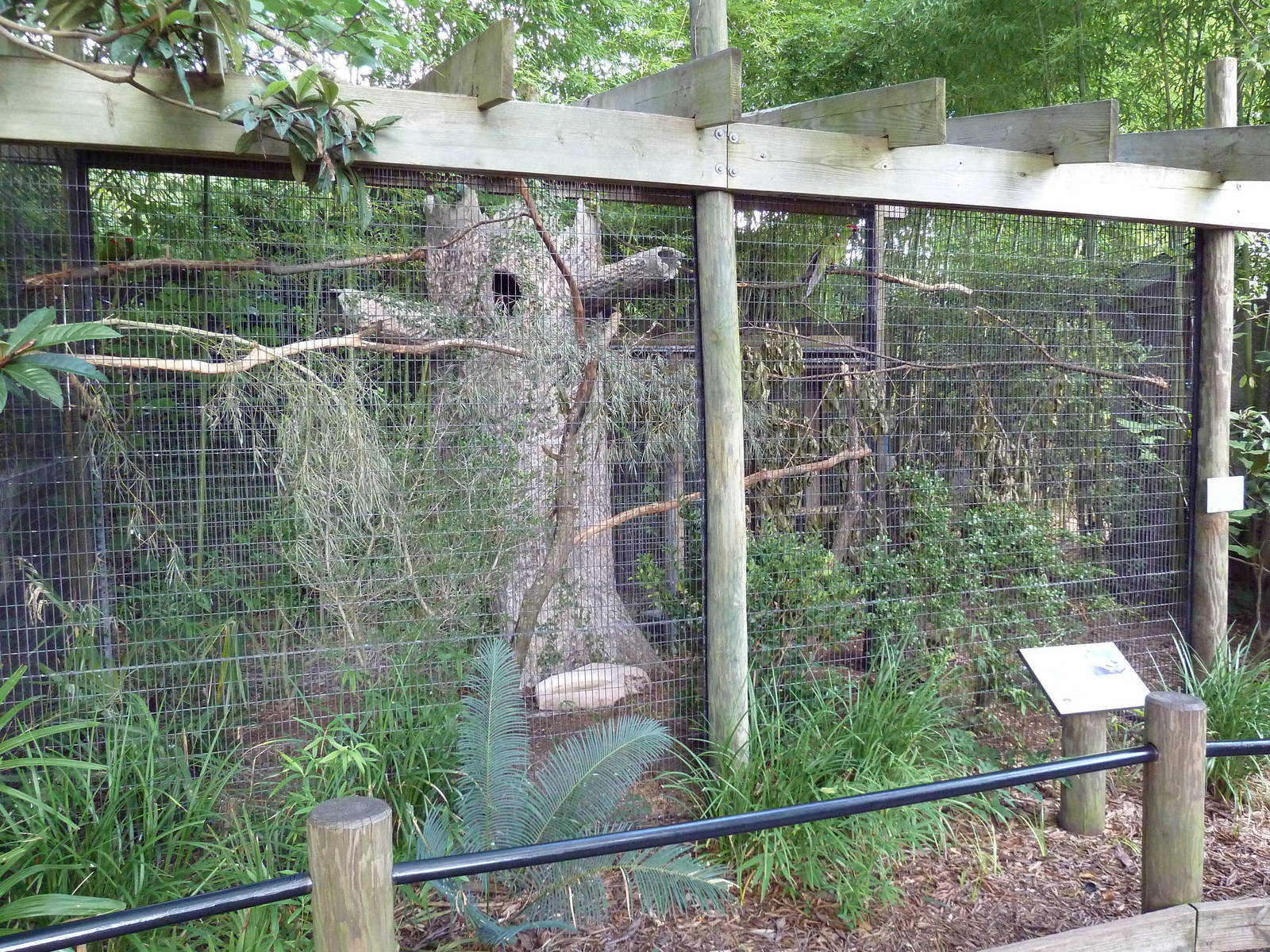 Thick-Billed Parrot Exhibit
