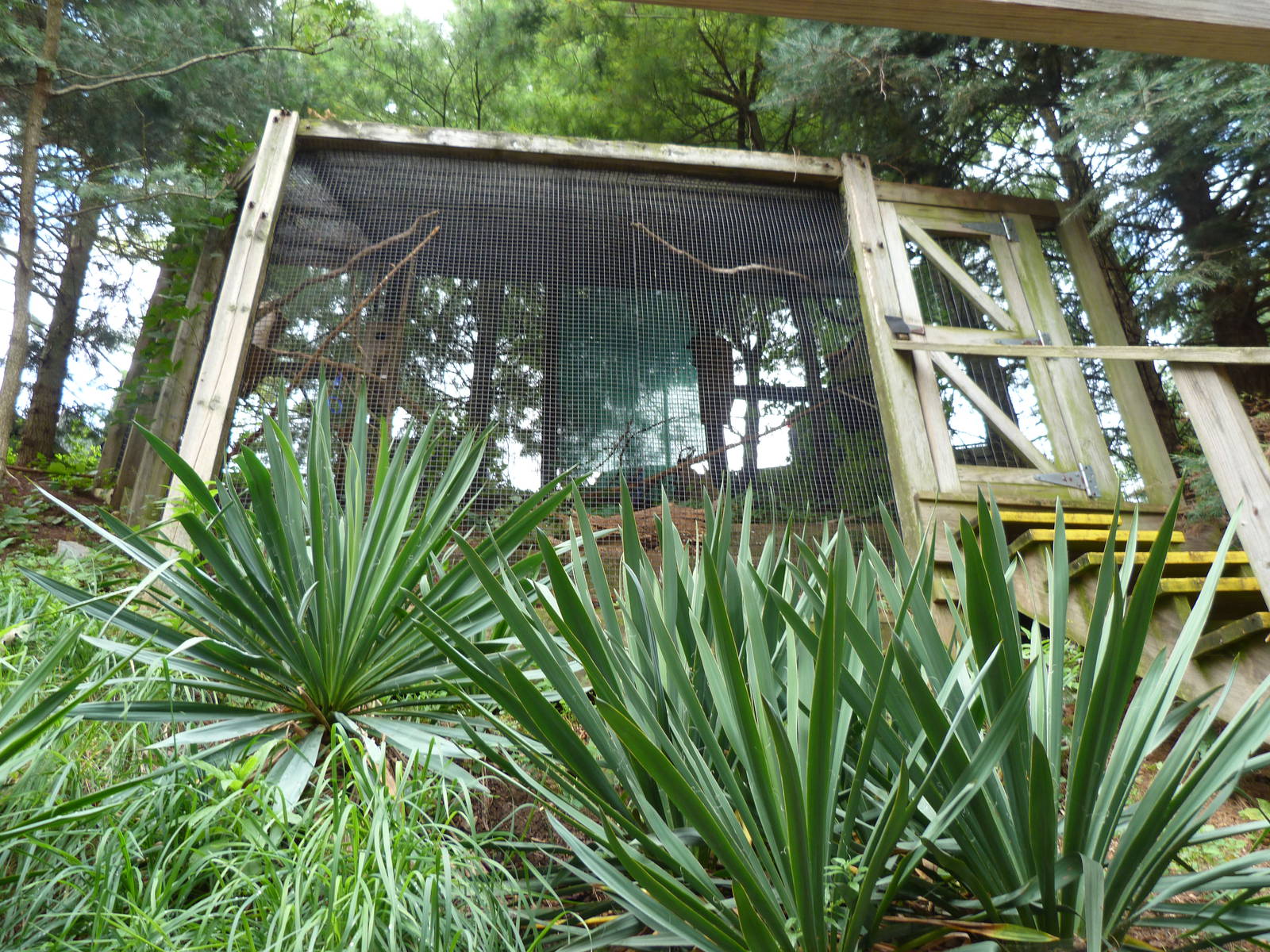 Thick-Billed Parrot Exhibit
