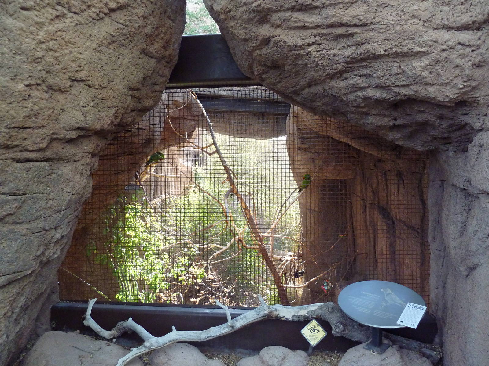 Thick-Billed Parrot Exhibit