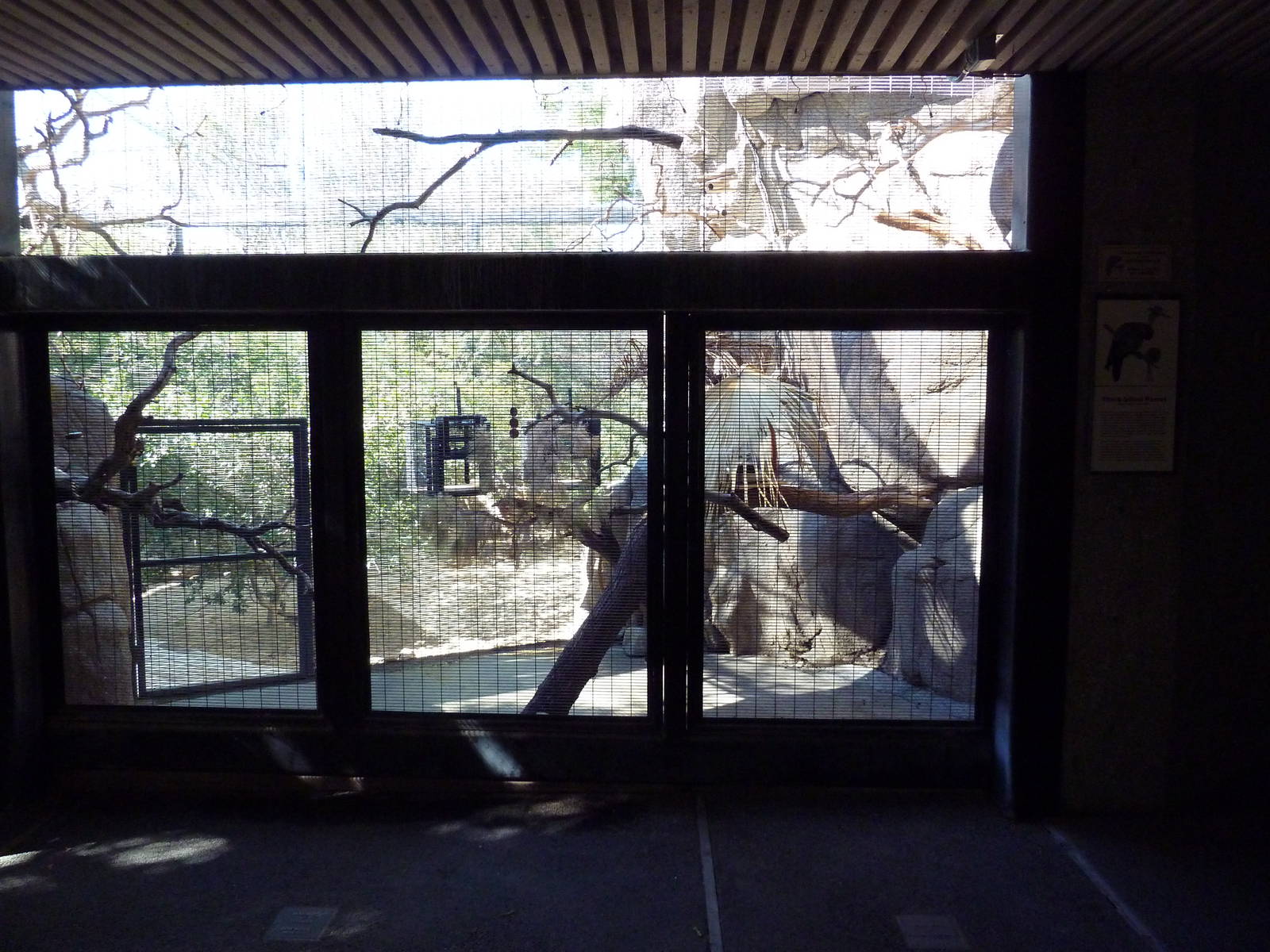 Thick-Billed Parrot Exhibit