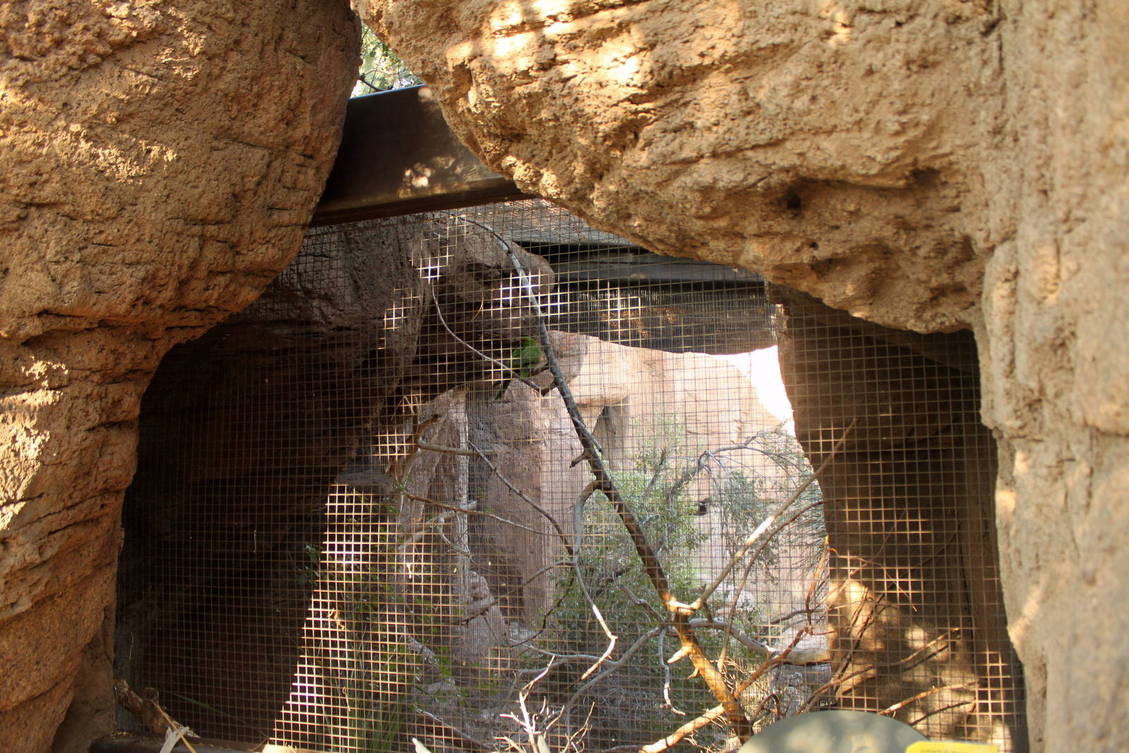 Thick-billed Parrot Exhibit