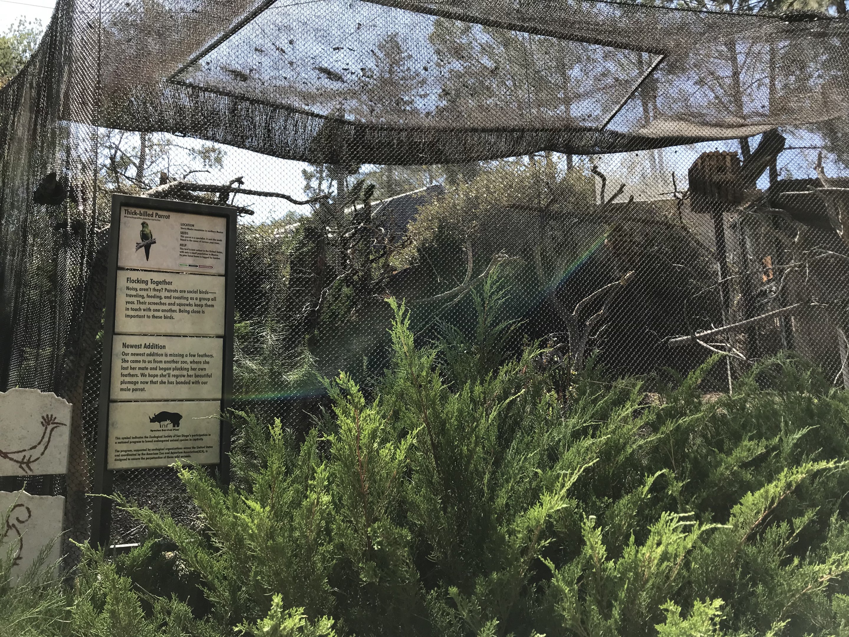 Thick Billed Parrot Exhibit