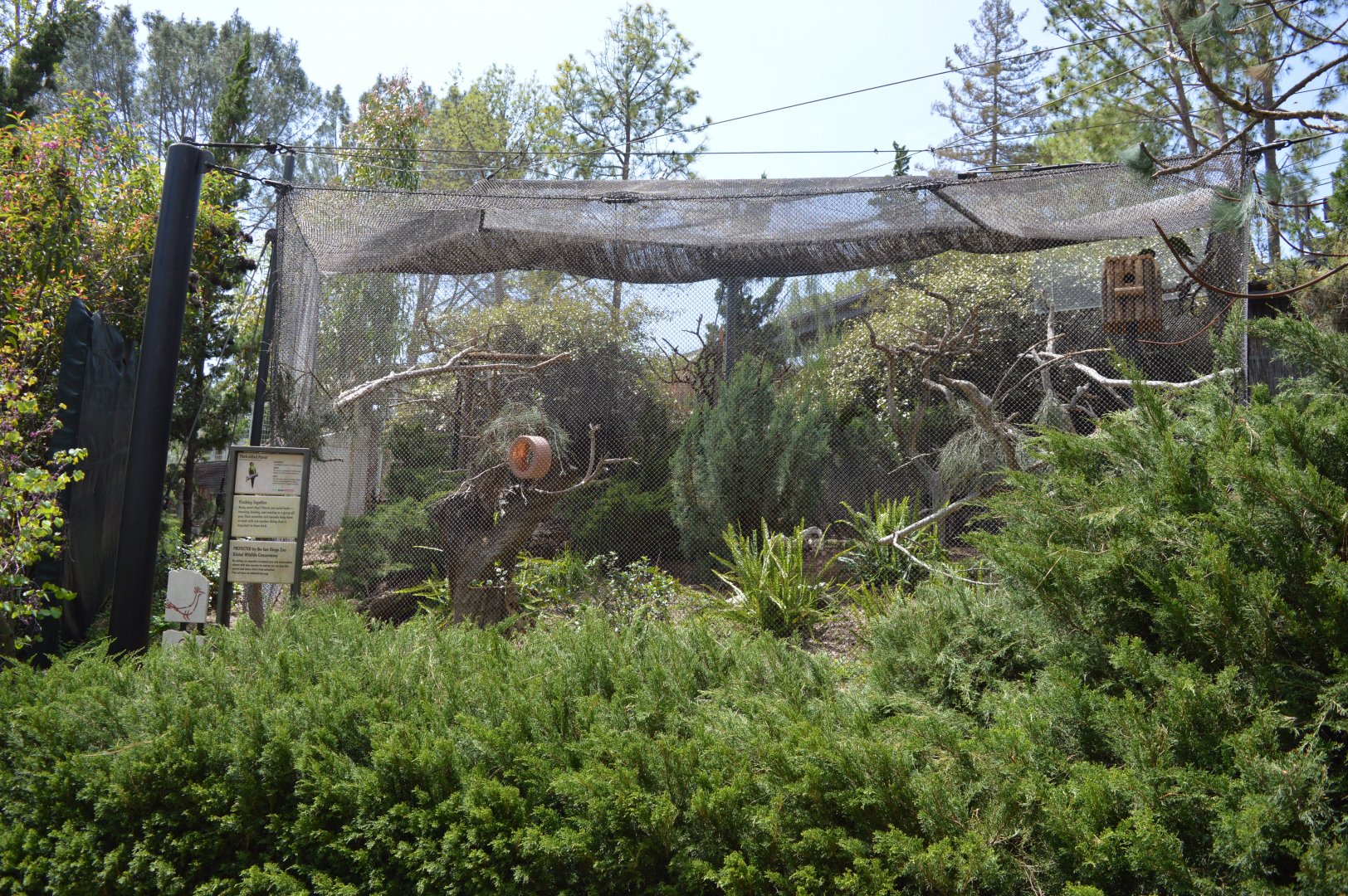 Thick-Billed Parrot Exhibit