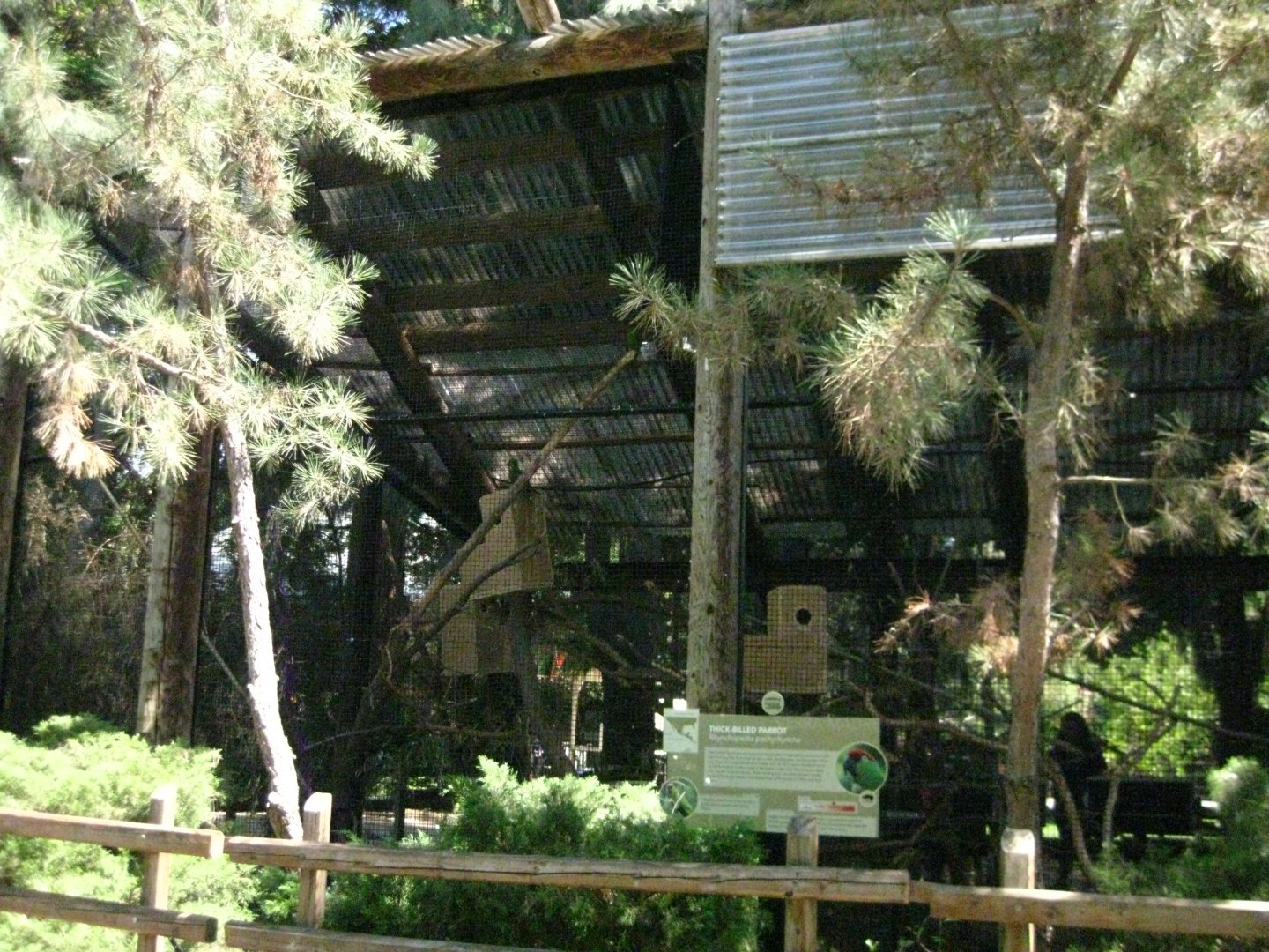 Thick Billed Parrot/Greater Roadrunner Exhibit