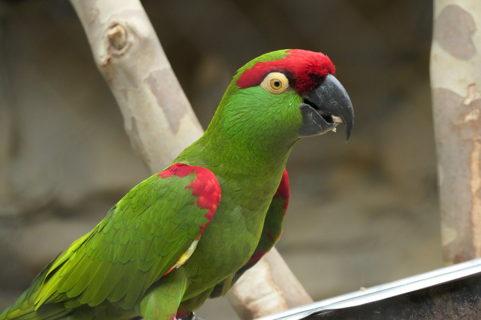Thick-billed Parrot - Rhynchopsitta pachyrhyncha - ARC