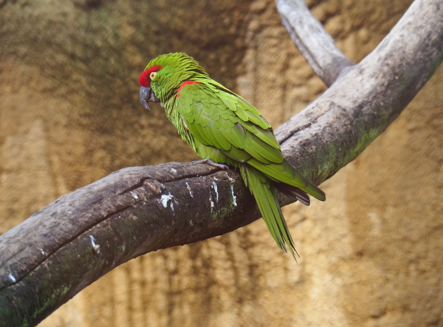 Thick-billed parrot (Rhynchopsitta pachyrhyncha), Nov 10th, 2018