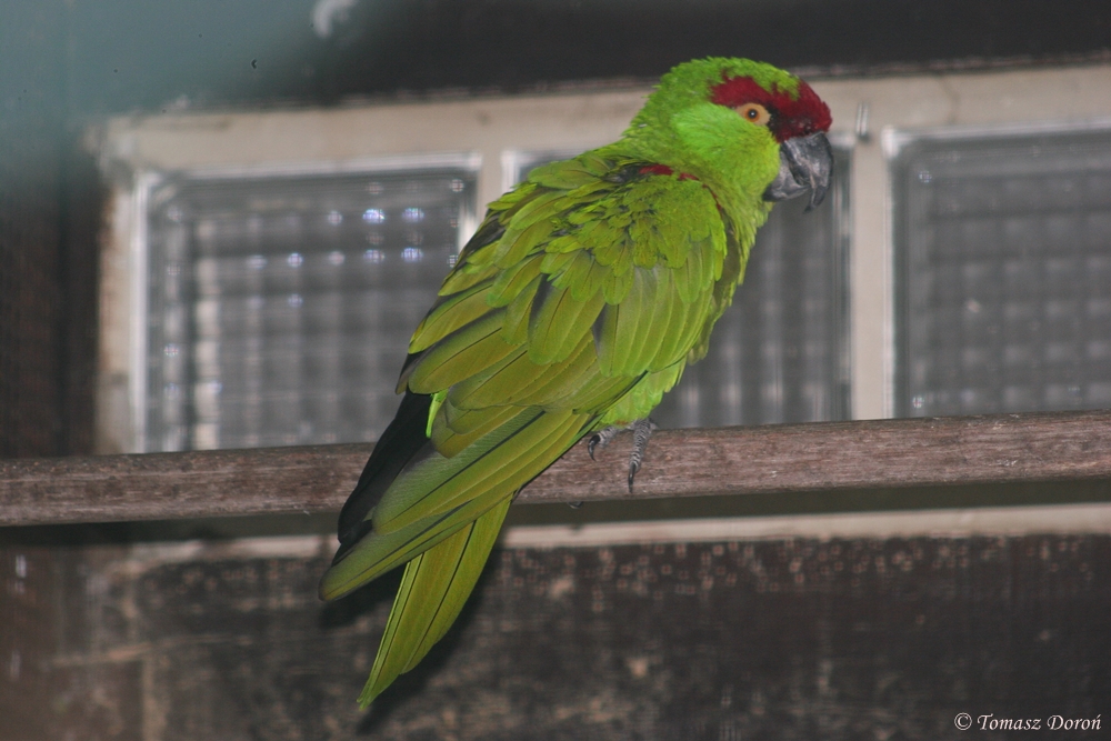 Thick-billed Parrot (Rhynchopsitta pachyrhyncha)