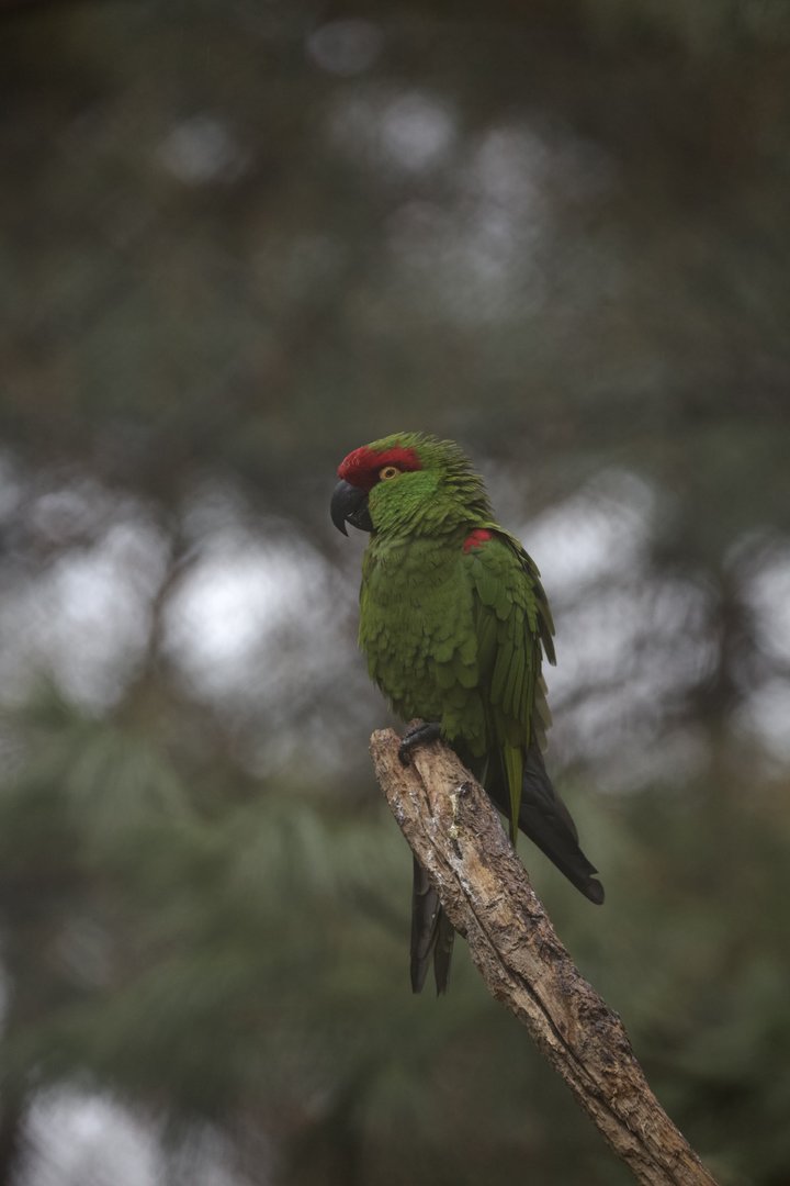Thick-billed parrot/ Rhynchopsitta pachyrhyncha