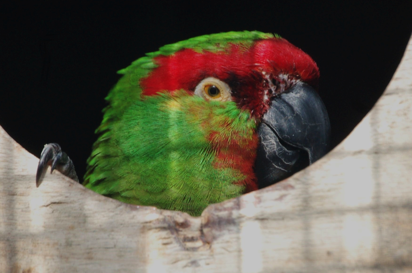 Thick-billed Parrot - Rhynchopsitta pachyrhyncha