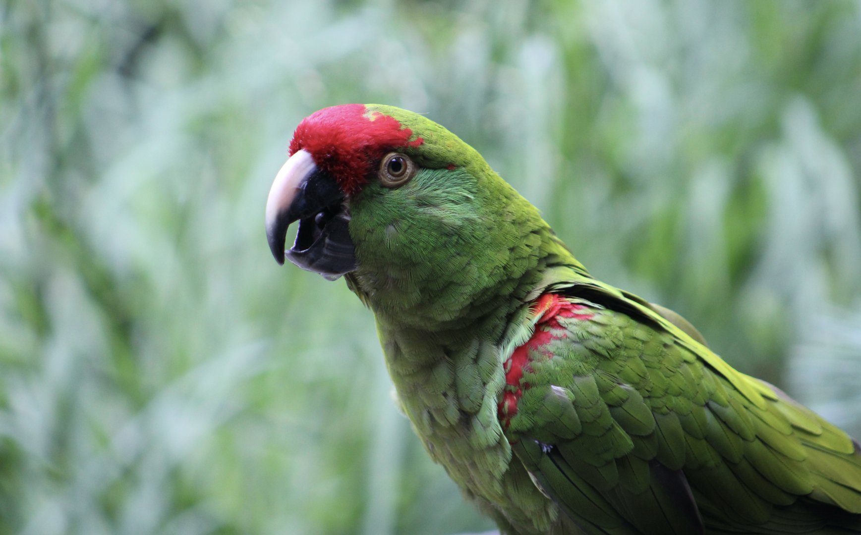 Thick-Billed Parrot (Rhynchopsitta pachyrhyncha)