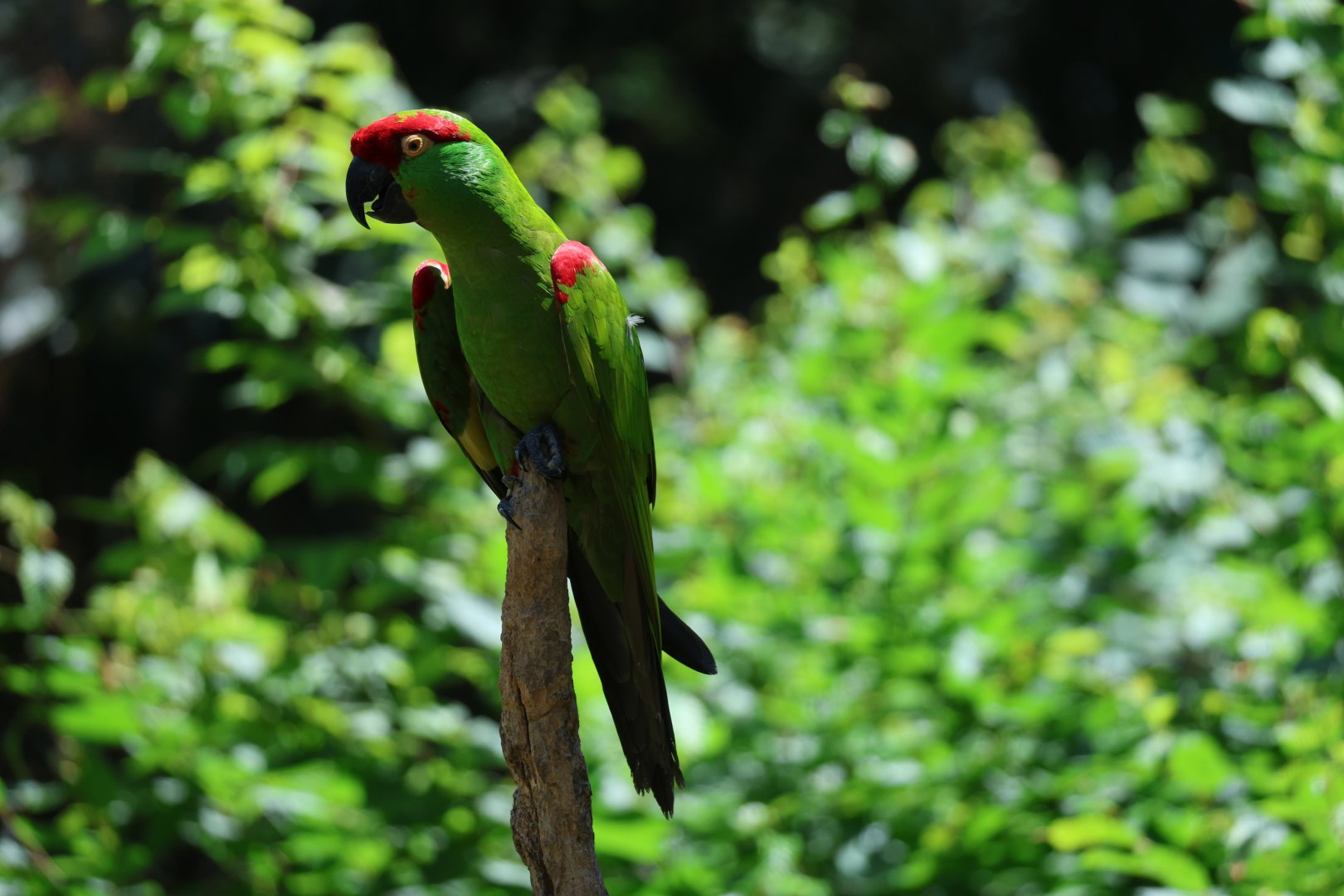 Thick-billed parrot (Rhynchopsitta pachyrhyncha)