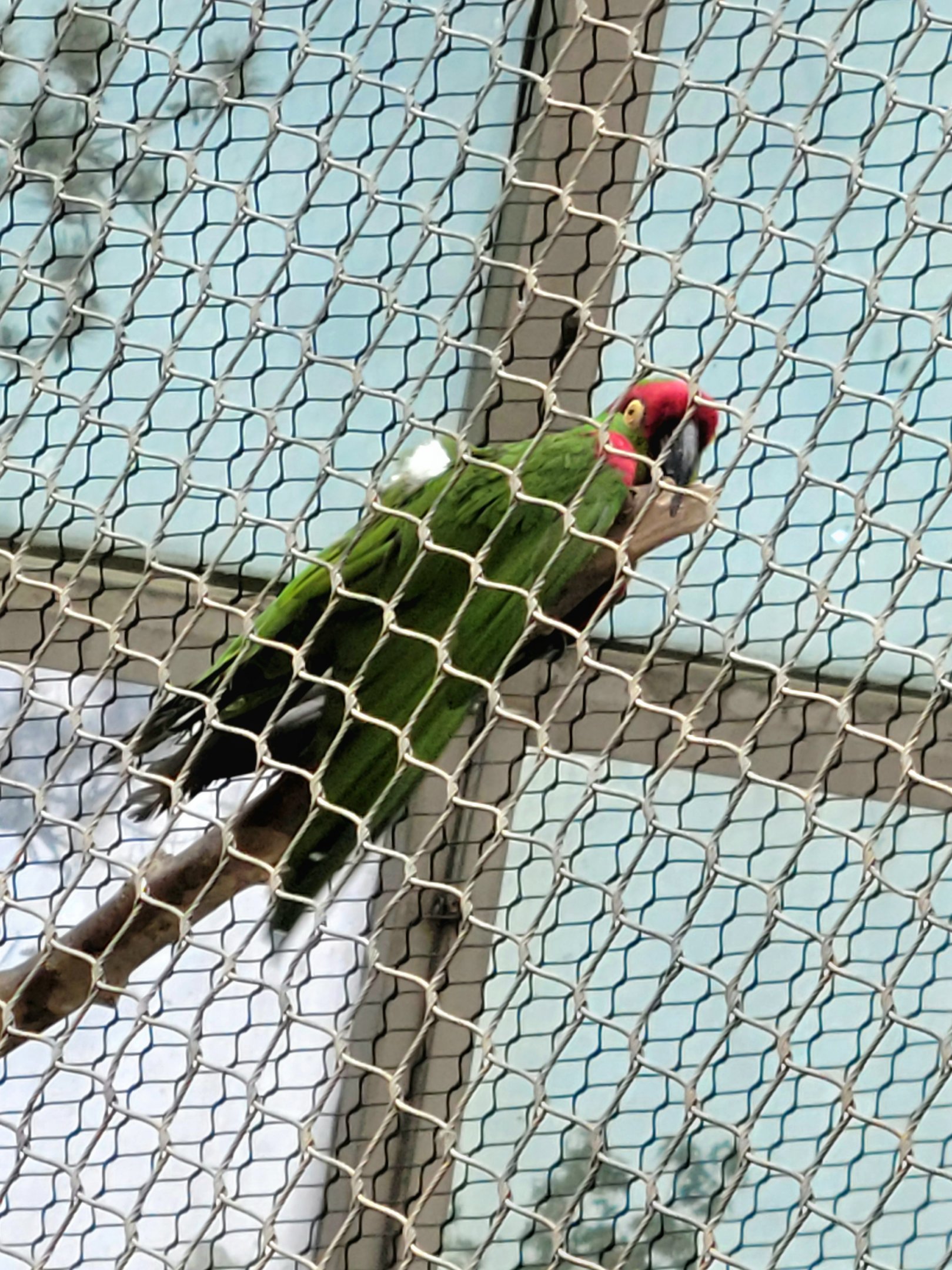 Thick-Billed Parrot - Riverbanks Zoo